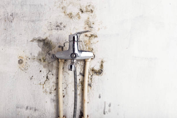 Best Fast Mold Removal  in Bee Ridge, FL