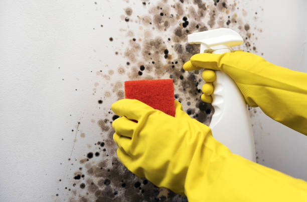 Best Attic Mold Removal  in Bee Ridge, FL